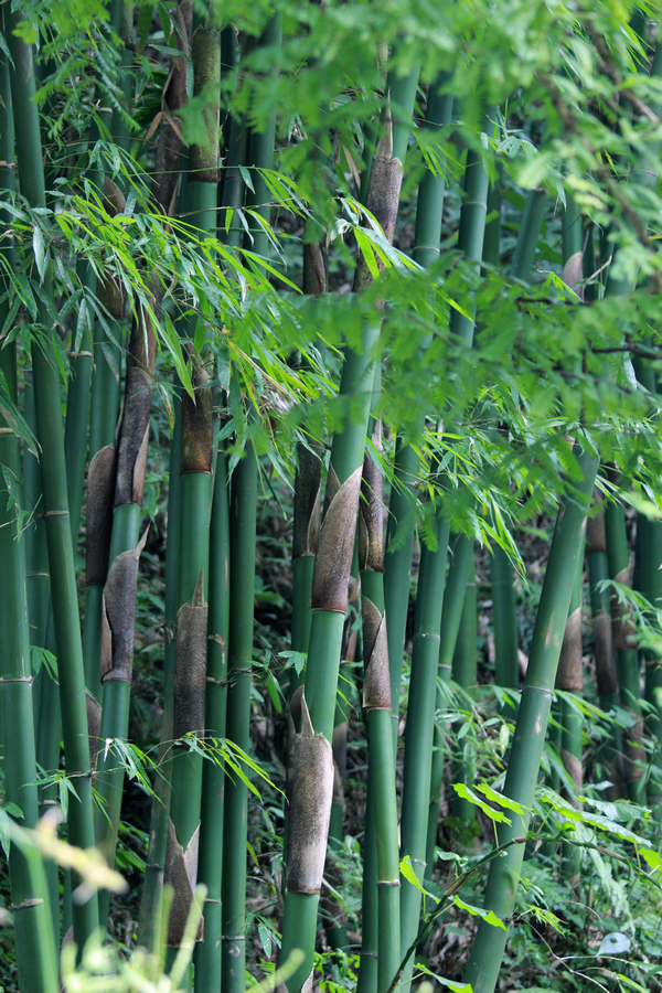 ḻԴ֮.jpg