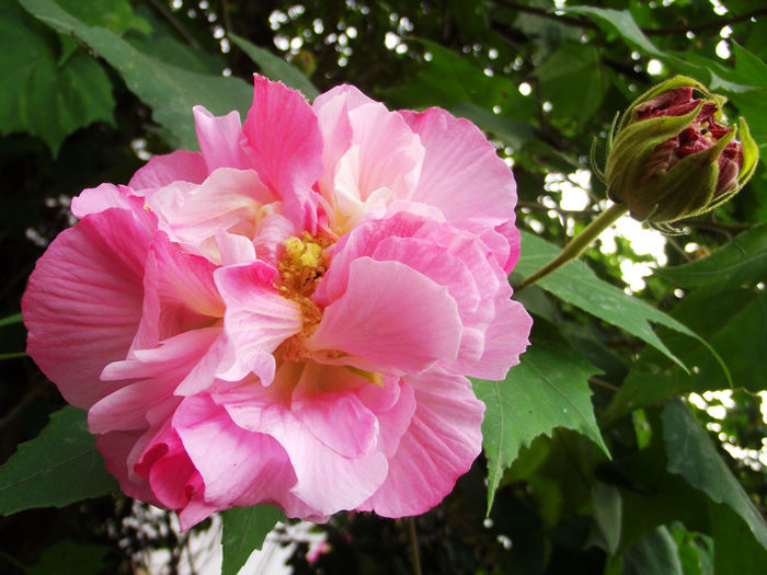 DSCF4583.JPG