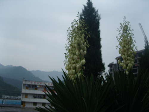 SNV10010_.jpg