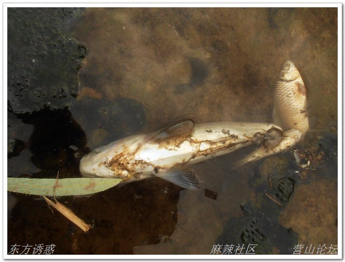 DSCN2239.jpg