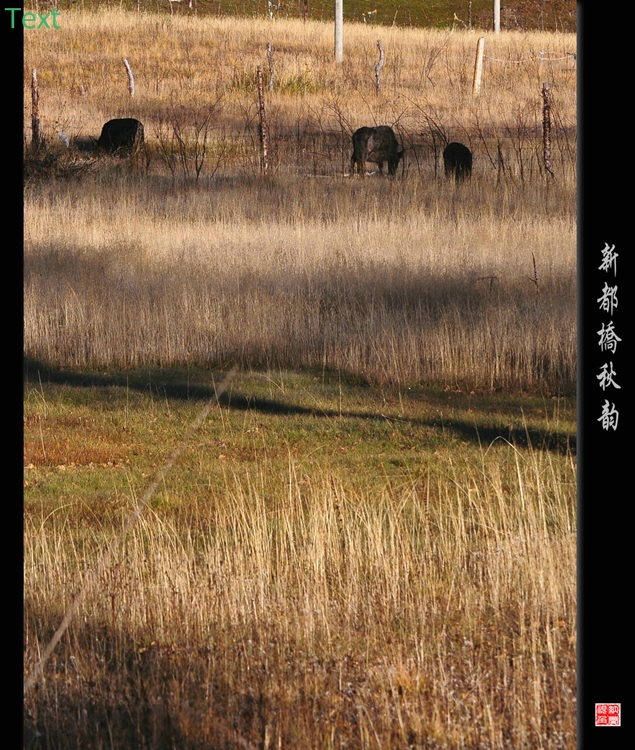 DSC_0317.jpg