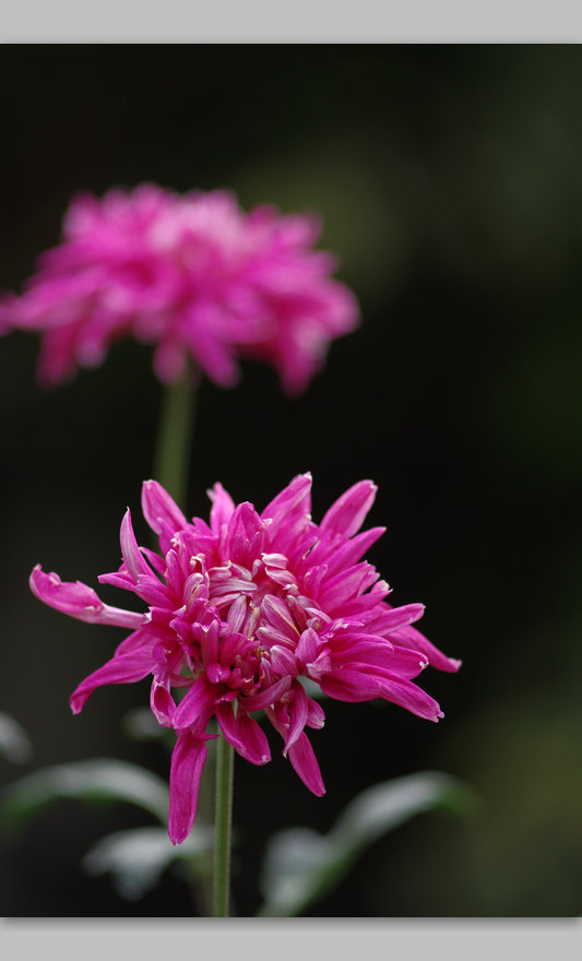 IMGP6065.jpg
