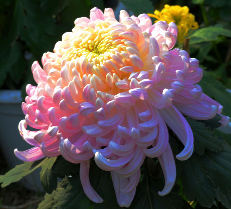 DSC_7138.JPG
