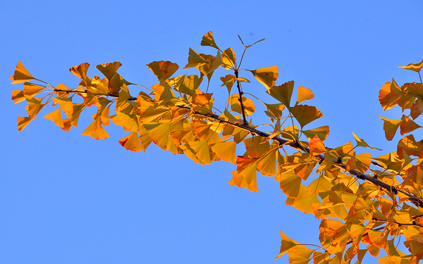 DSC_0100_f.jpg