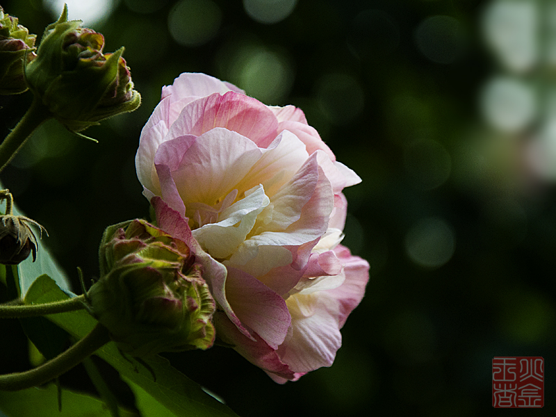 DSC_0948.jpg
