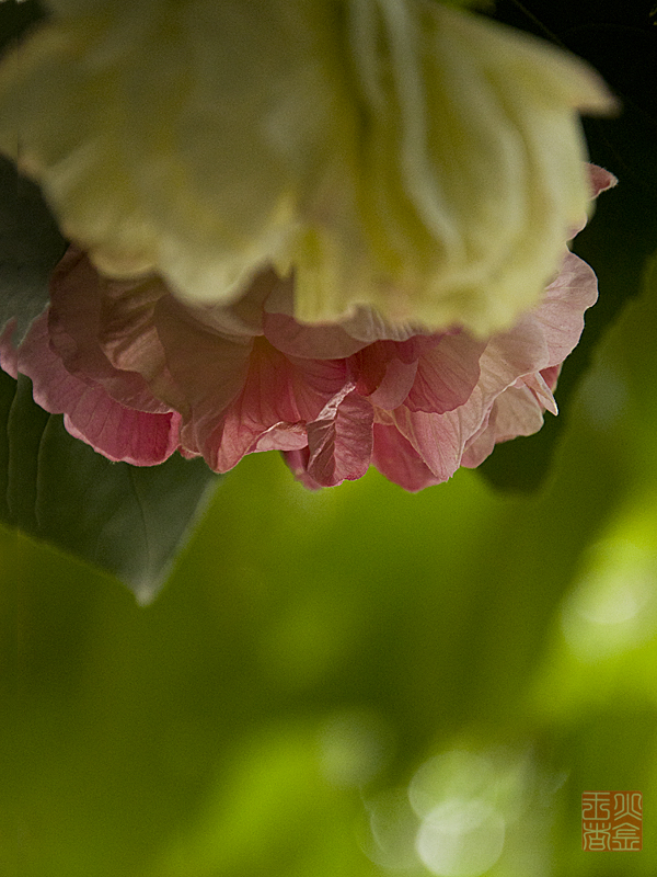 DSC_0952.jpg