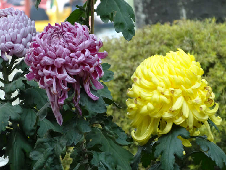 DSC03165.JPG
