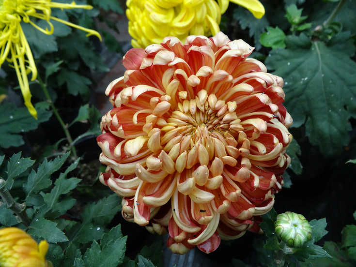 DSC03176.JPG
