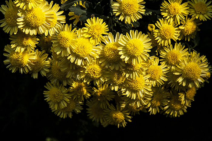 DSC_5917.jpg