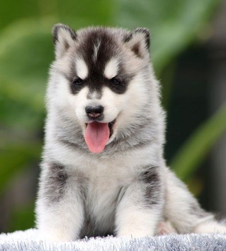 双蓝眼 三火头上烧 帅气哈士奇-成都宠物-麻辣社区 四川第一网络社区