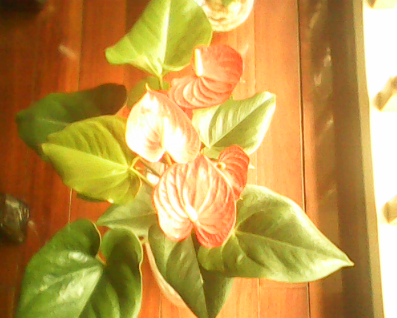 IMG1239A.jpg