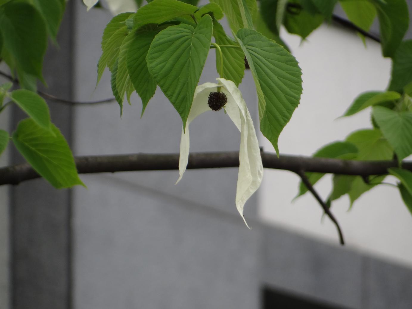 DSC00215.JPG