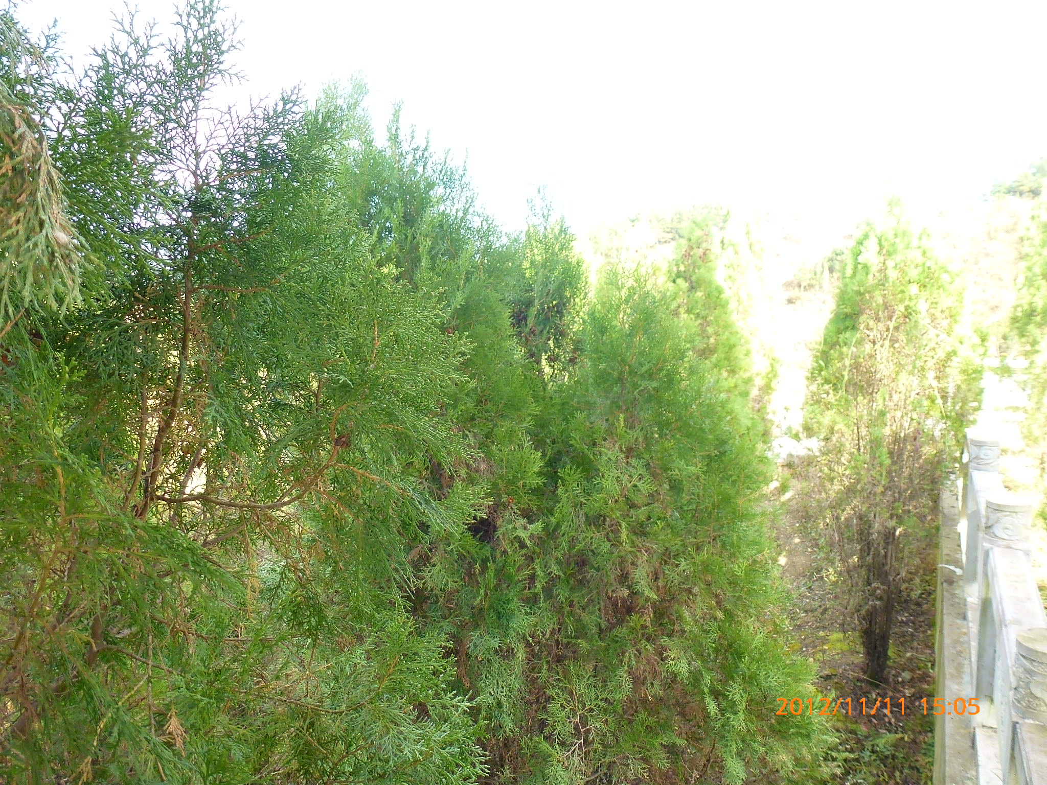 P1040018.JPG