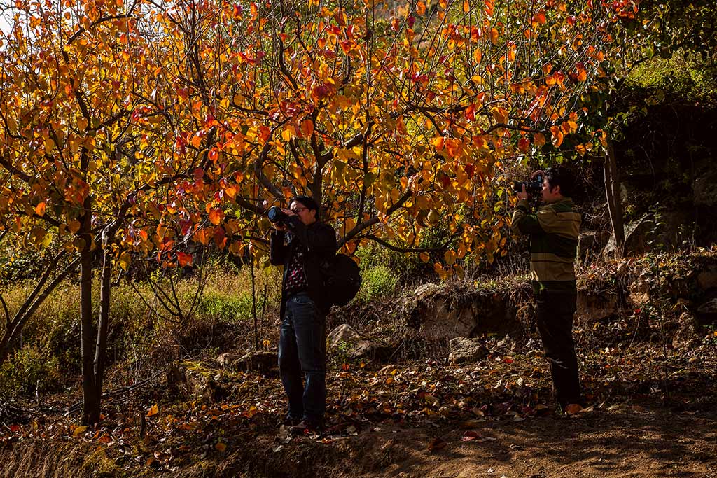 大渡河畔的黄草坪村