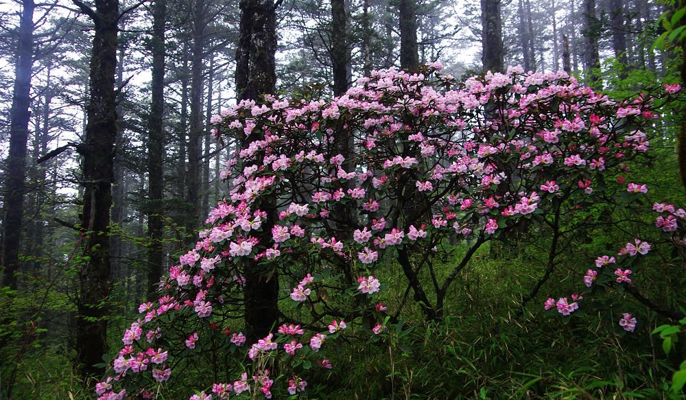 峨眉山市市花图片