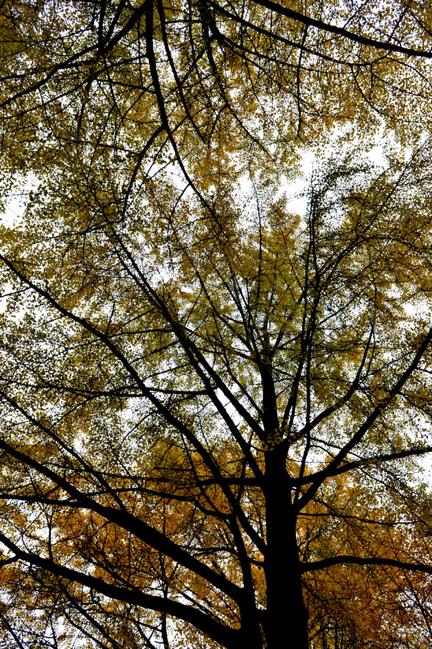 DSC_6604.jpg