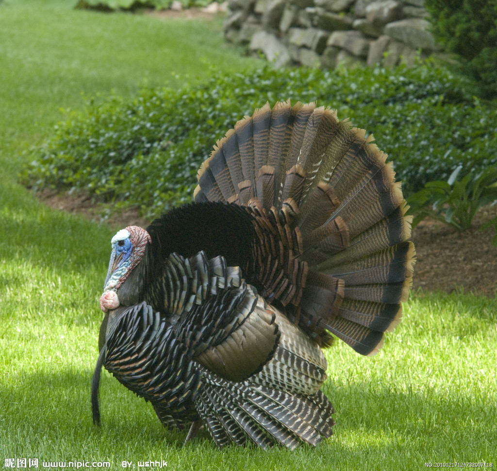 美国总统每年都会在感恩节这天赦免一只火鸡