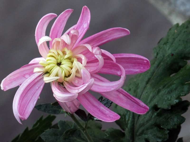 DSCF6790.jpg