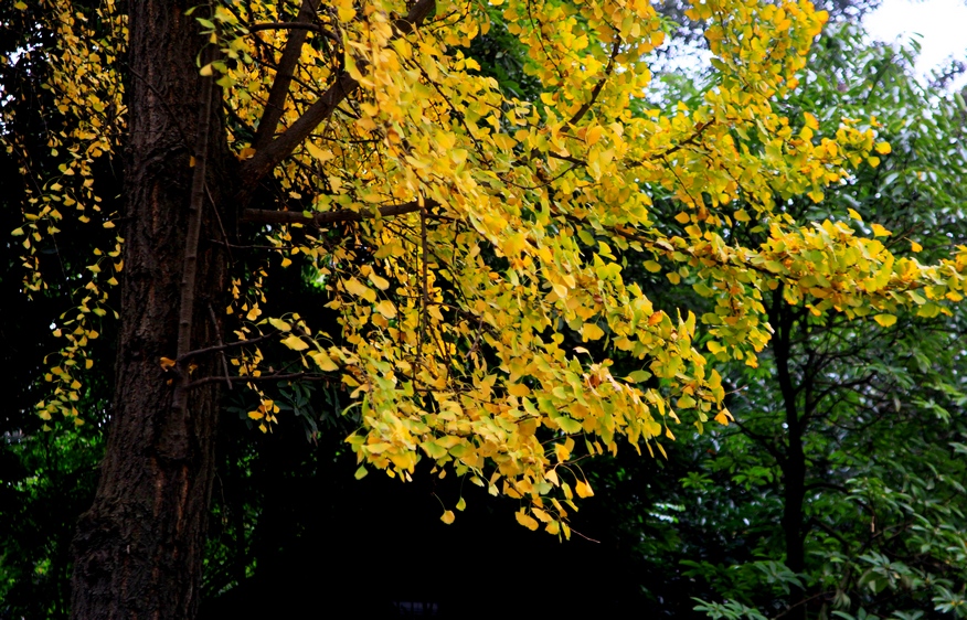 IMG_1645-FA.jpg