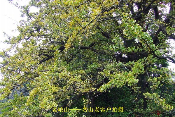 conew_conew_dscf8348_conew1.jpg