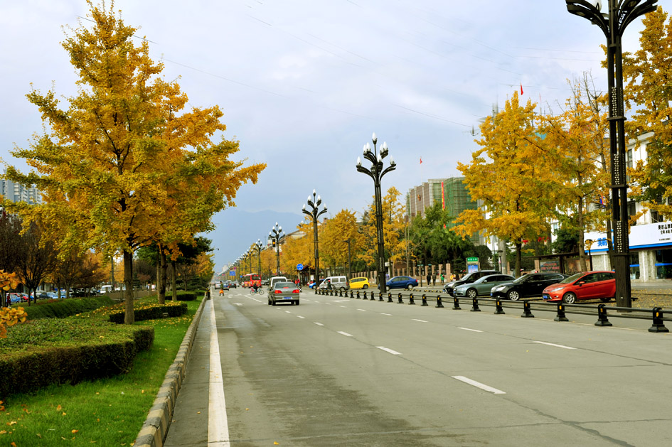 都江堰幸福大道的银杏叶