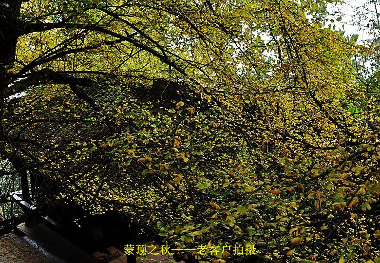 conew_Ƭ 136_conew1.jpg