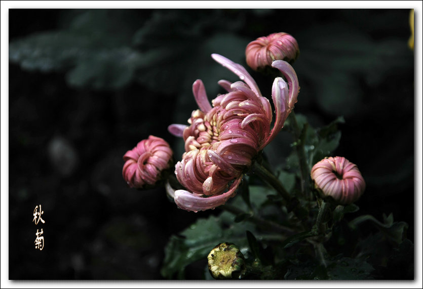 DSC_1801.jpg
