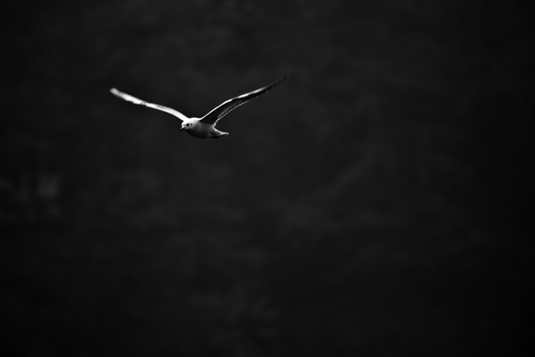 nEO_IMG__MG_3508.jpg