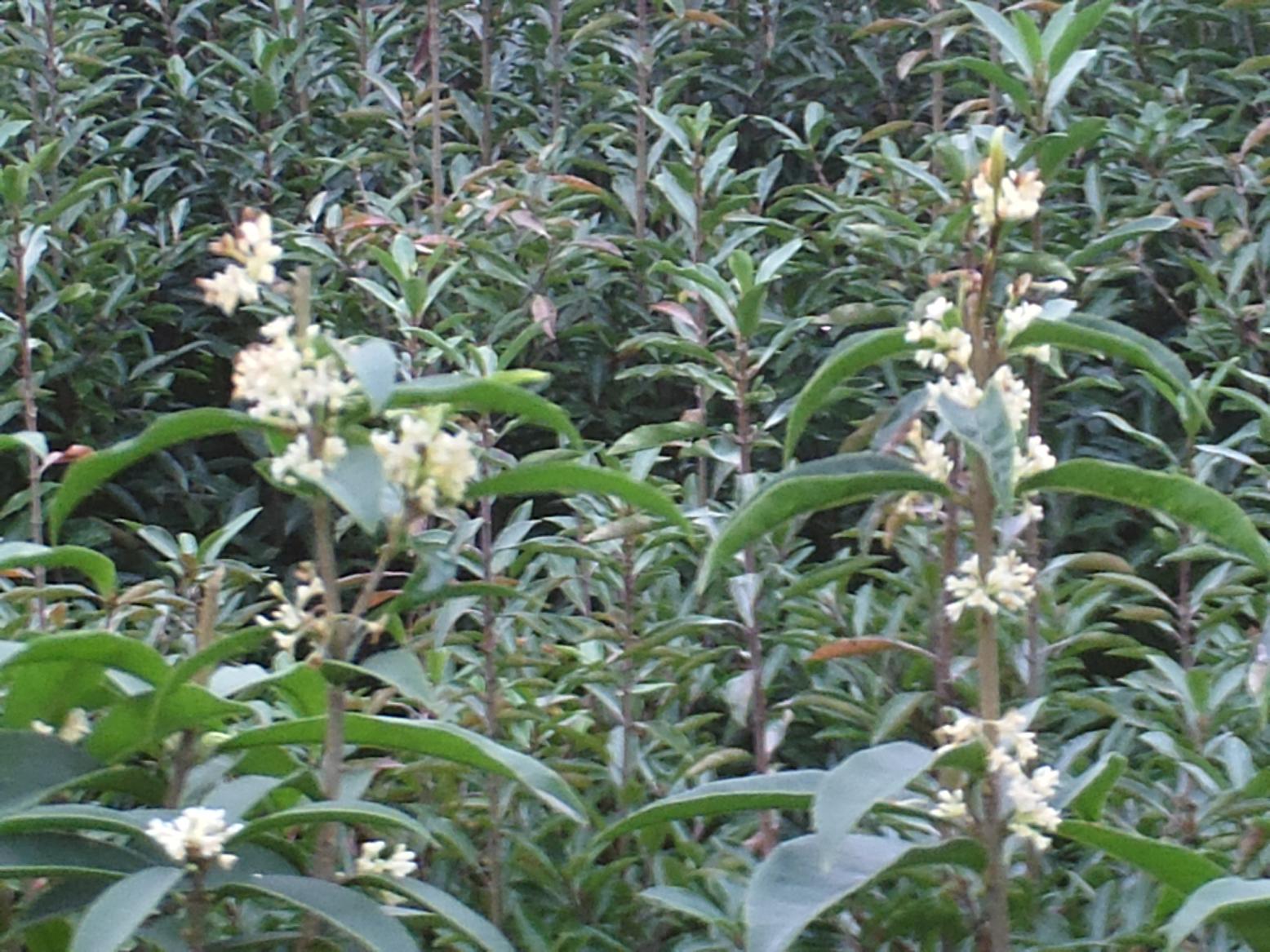PICT1426.JPG