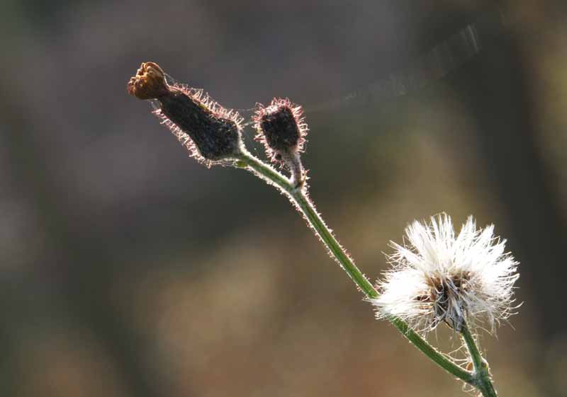 DSCF8773.jpg