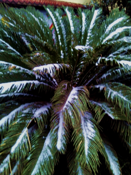 IMG00588.jpg