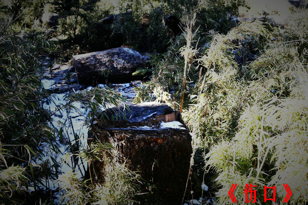 BF0T7428.jpg