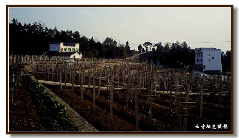 PICT0071_conew1.jpg