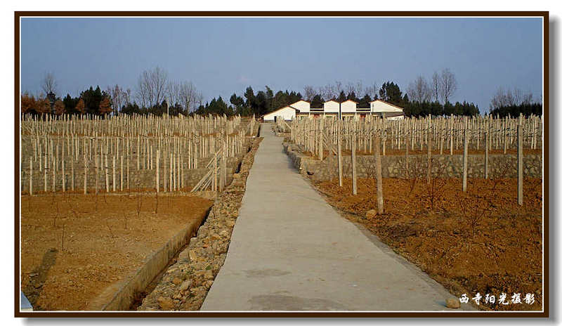 PICT0091_conew1.jpg