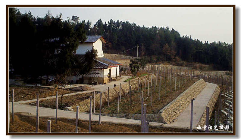 PICT0095_conew1.jpg