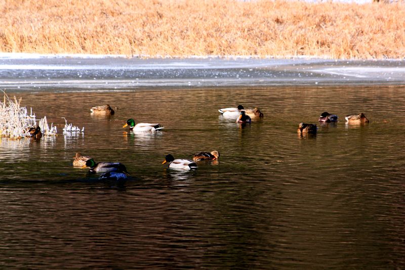 _MG_0517.jpg