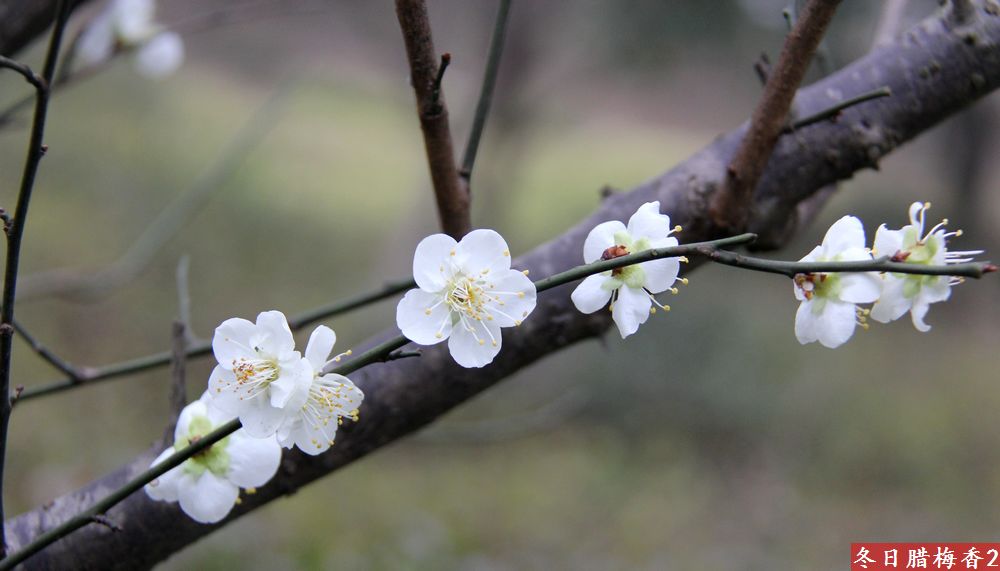 腊梅(白色)飘香