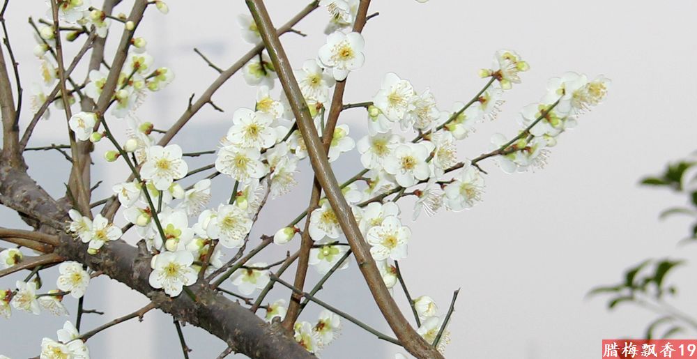 腊梅(白色)飘香