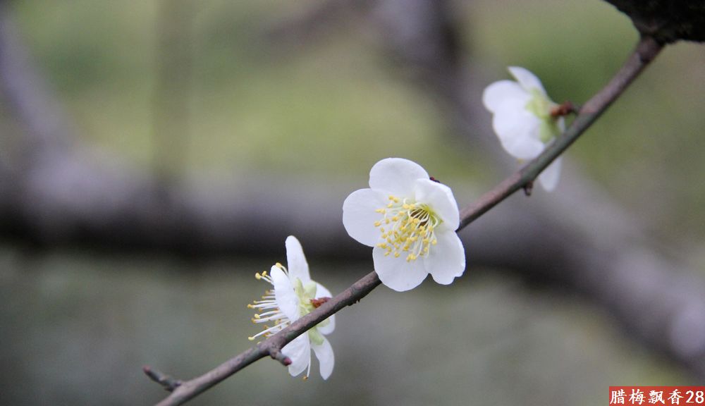 腊梅(白色)飘香