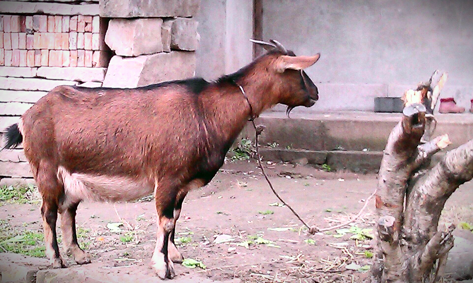 IMAG0421-1-1.jpg