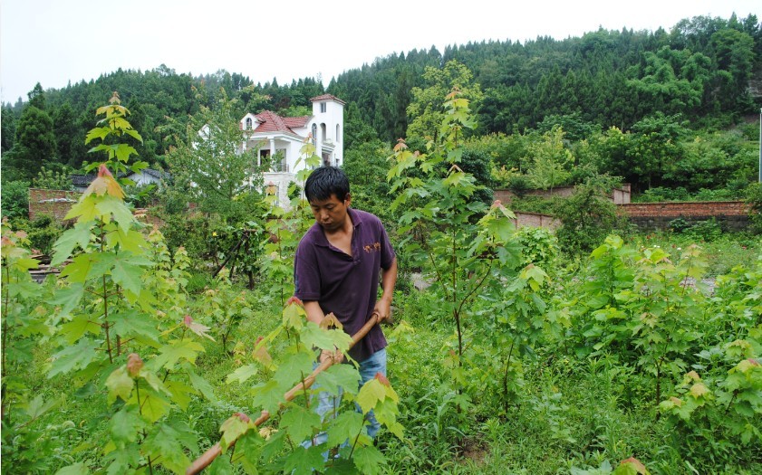 西充仙湖山庄图片