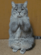 231859nse7b23919eeb8qg.gif
