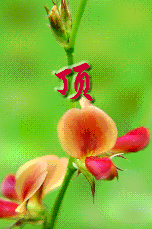 080858dh9hura999ooros8.gif