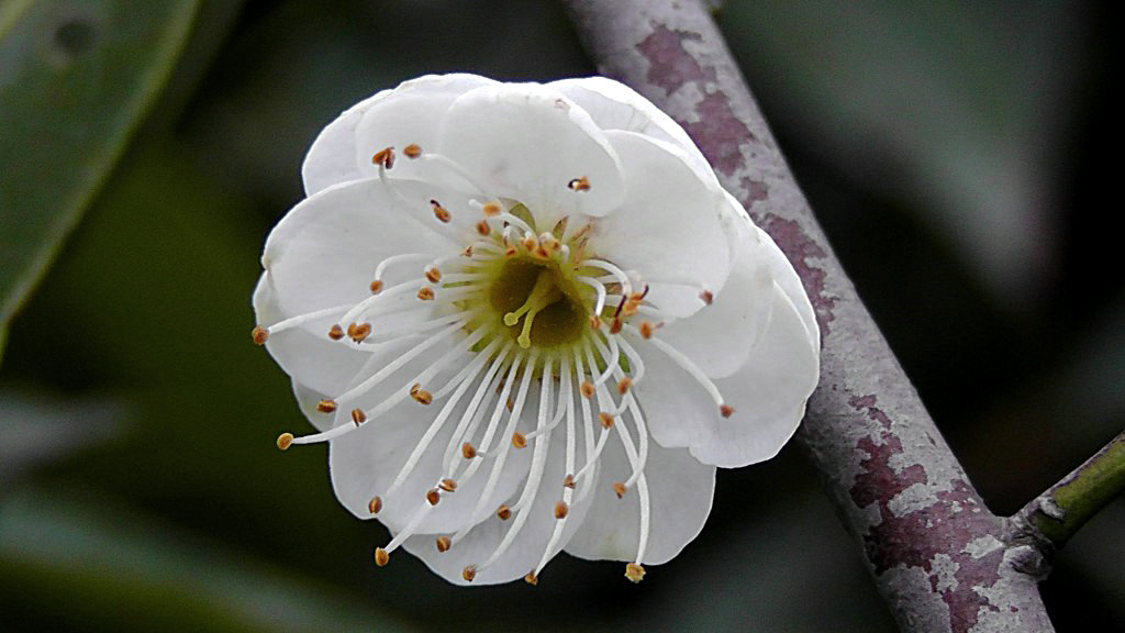 白梅花和绿梅花