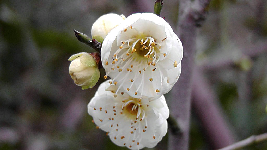 白梅花和绿梅花