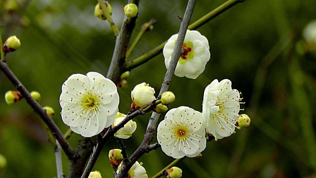 白梅花和绿梅花