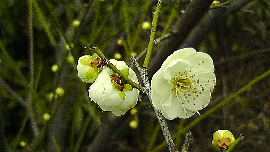 白梅花和绿梅花