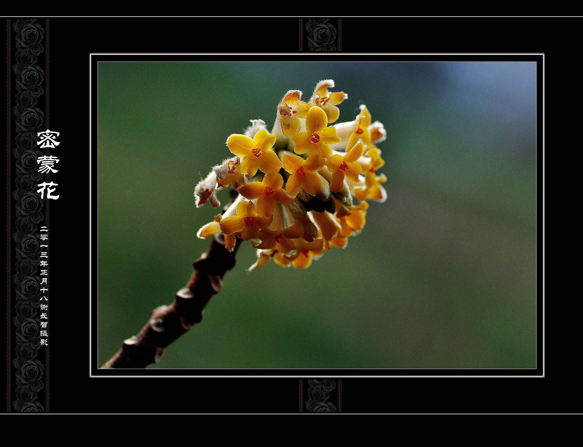 梦花中药名密蒙花