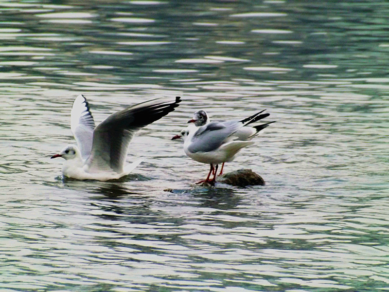 DSCF6862.jpg