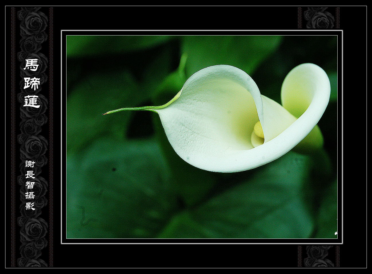 DSC_5700 .jpg